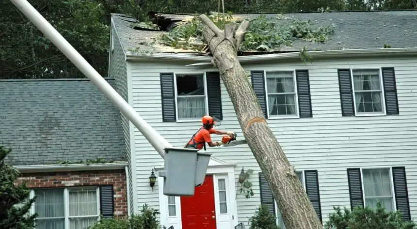 Emergency Tree Removal